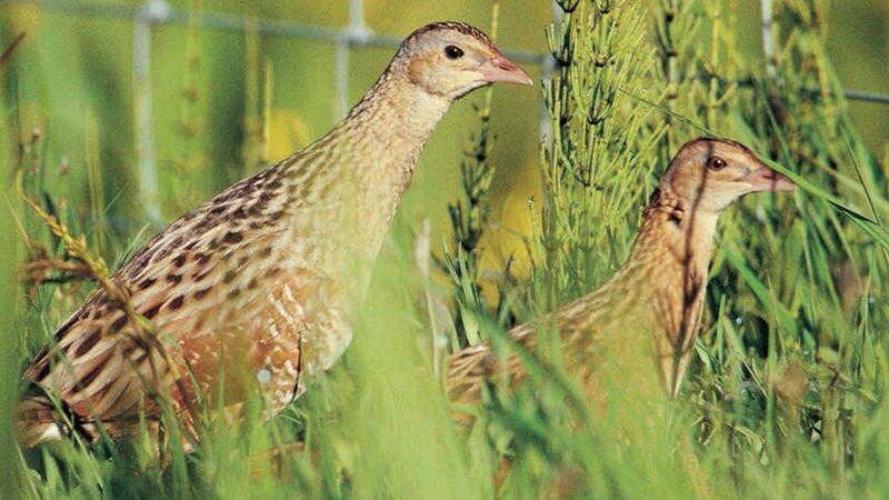 There are hopes that the corncrake could become a more common sight in Northern Ireland and its call was heard on Rathlin Island at the weekend. Photo by Chris Gomersall 