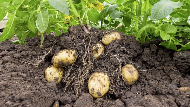 Potatoes can be grown anywhere in the rotation 