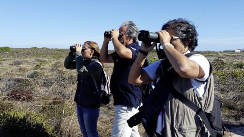 The Sagres Birdwatching Festival runs from October 4-7 