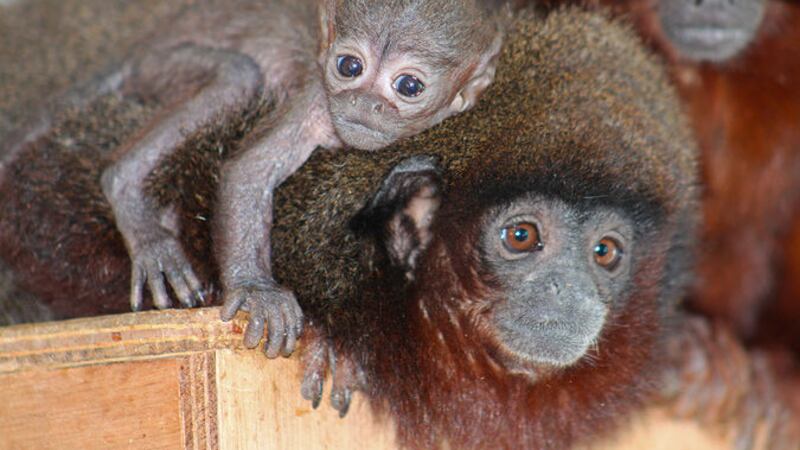 Belfast Zoo is celebrating the birth of a red titi monkey