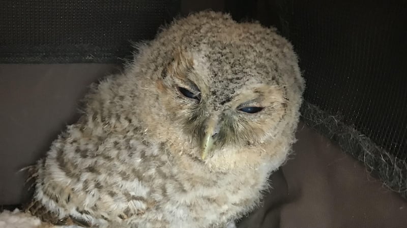 The owlet was underweight when it was found in Mildenhall in Suffolk.