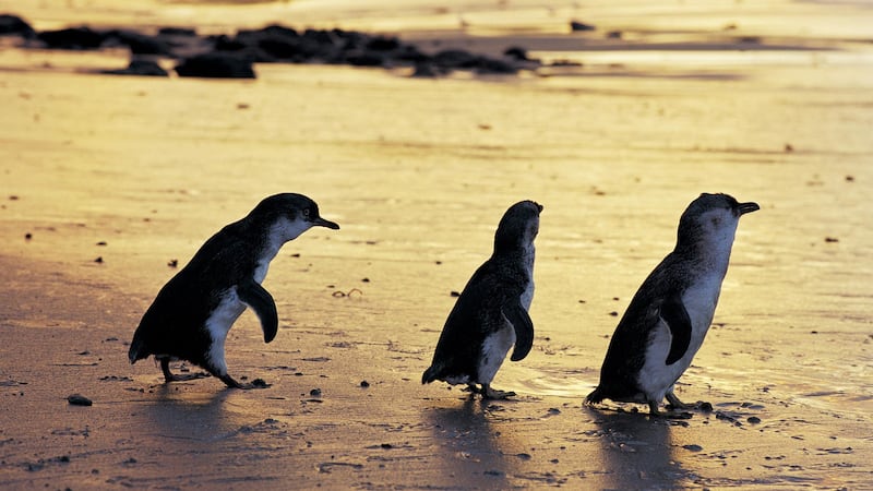 Phillip Island Nature Parks said it hopes the parade of penguins in Australia can ‘bring some smiles’ to the UK.