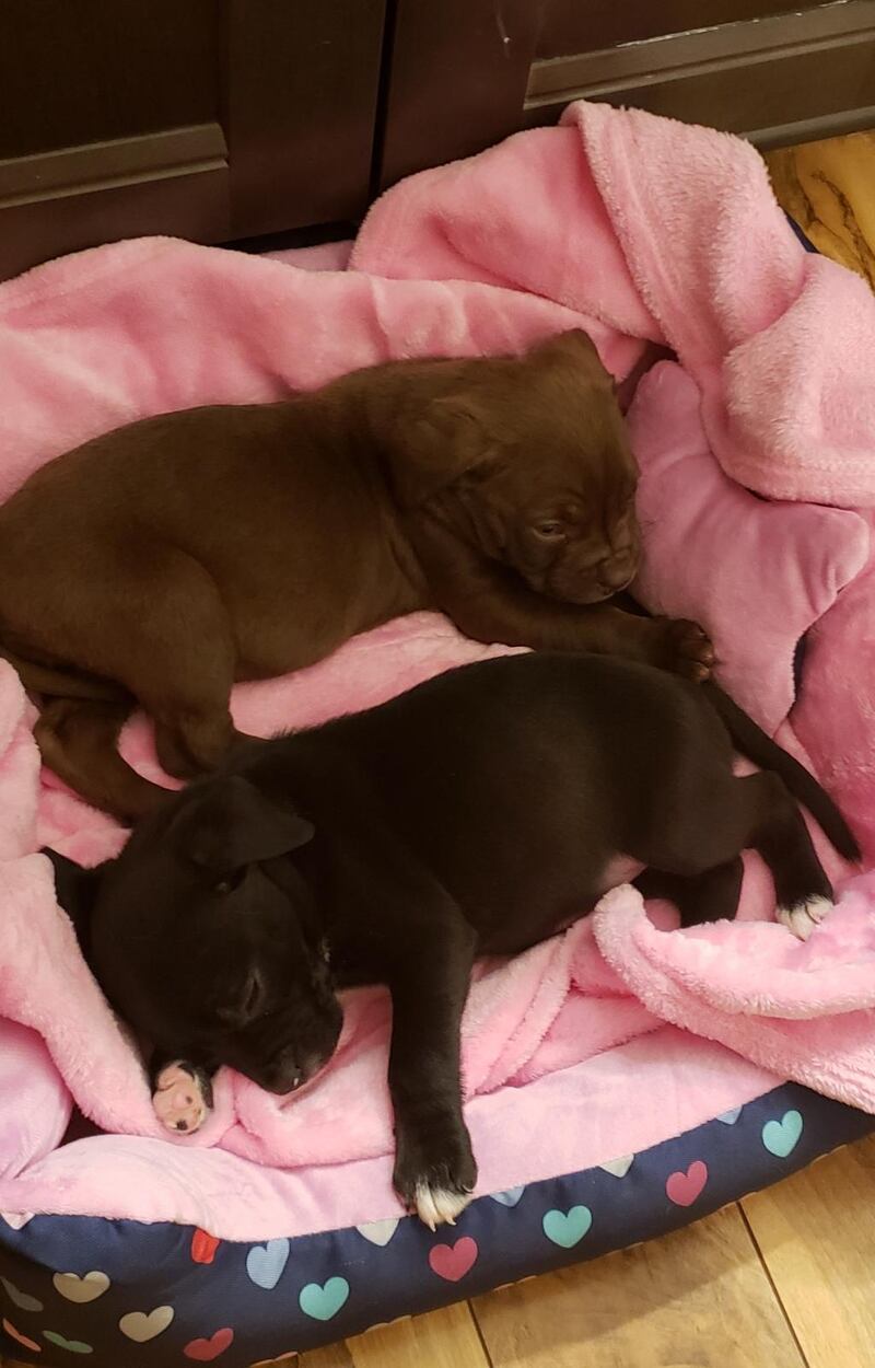 Soundly sleeping puppies