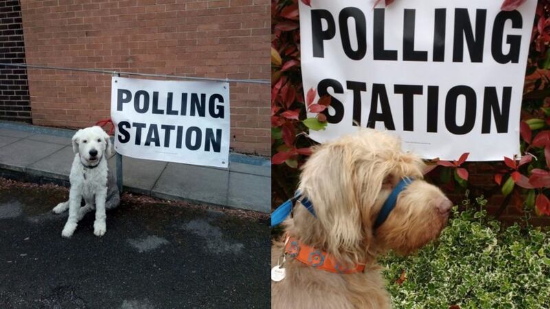 Just some cute pooches contributing to democracy, or something like that.