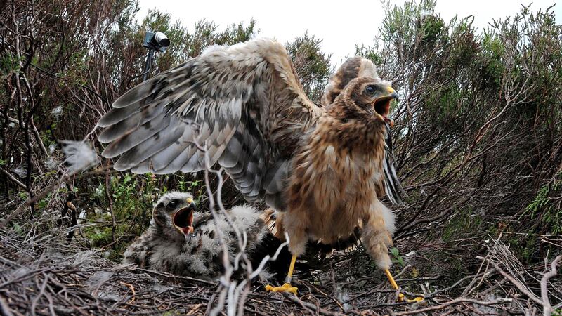 Hen harriers are returning thanks to conservation efforts (Owen Humphreys/PA)
