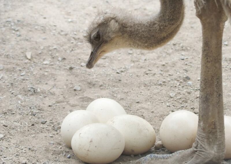 Ostrich eggs.