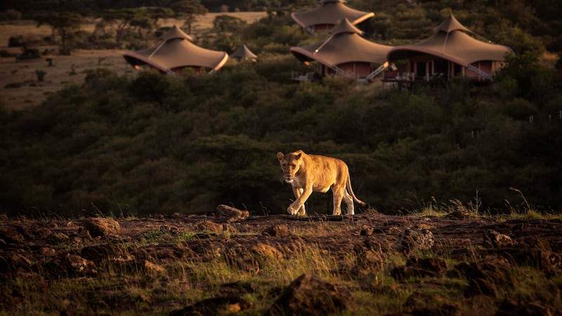 Mahali Mzuri has a ‘front-row view of the wild’