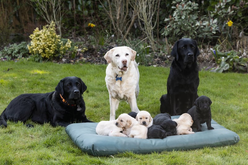 Guide Dogs celebrates ‘queen’ great-grandmother on Mother’s Day