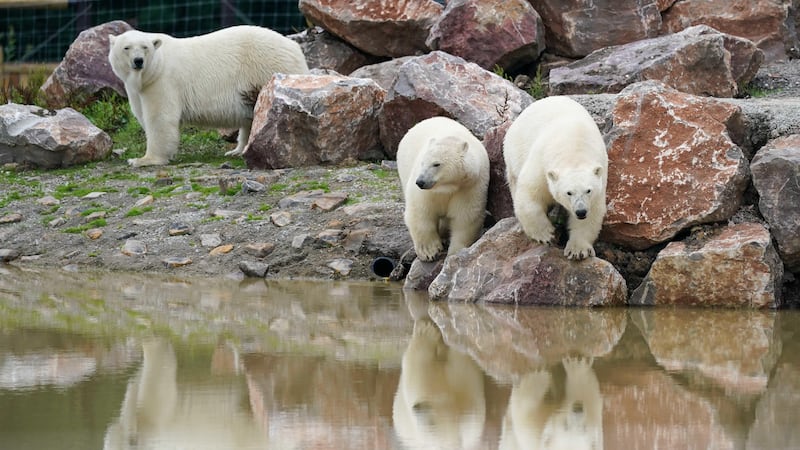Polar bear Hope and her two cubs, Nanook and Noori, are getting settled into their new habitat at Peak Wildlife Park near Leek (Jacob King/PA)