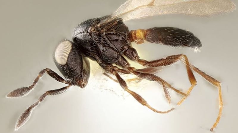 The insect was detected in Guanajuato, Mexico, where it was found to parasitise the eggs of an invasive stink bug.