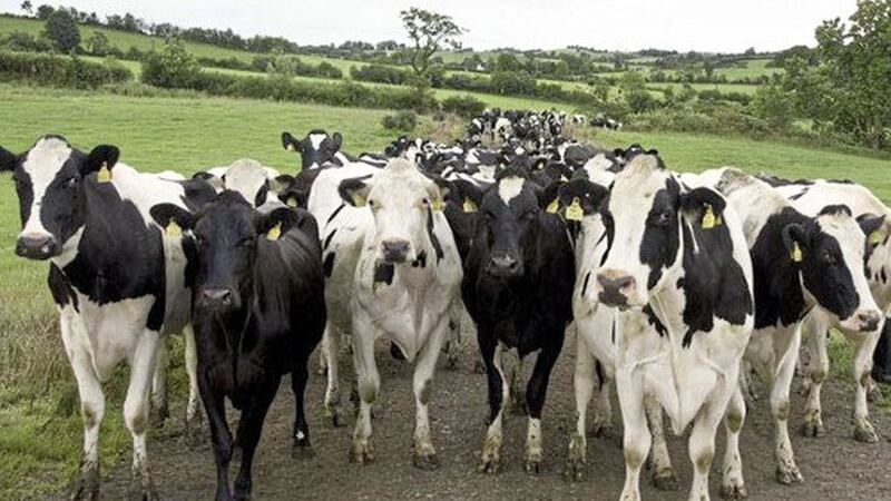 Agrifood industry insiders warned that thousands of dairy cattle will be culled in the event of a no deal Brexit. Picture by Irish Farmers Association 