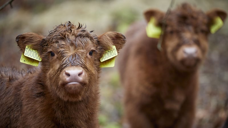 A calf called Hope is one of two new youngsters to swell the herd introduced by National Trust to boost wildlife.