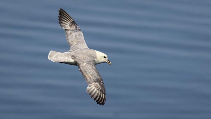 The fulmar, Fulmarus glacialis, belongs to the bird order Procellariiformes or tubenoses, which also includes the albatross, shearwater and petrel groups 