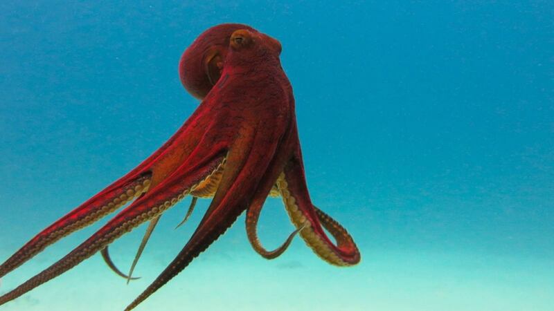 Beautiful, intelligent and fascinating: here’s why cephalopods deserve your respect.