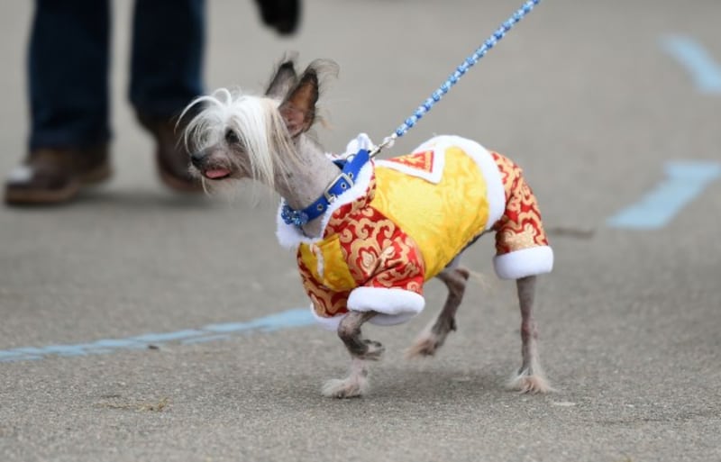 a dog in a oriental onesie (Joe Giddens/PA)