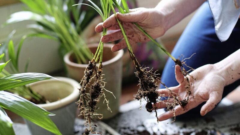 Alys Fowler, author of Plant Love, How To Care For Your Houseplants, shows how it&#39;s done 