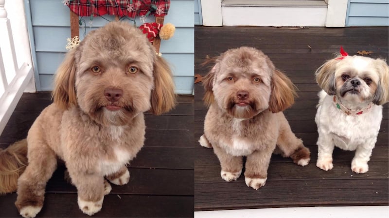Yogi the dog looks strangely similar to a few celebrities.