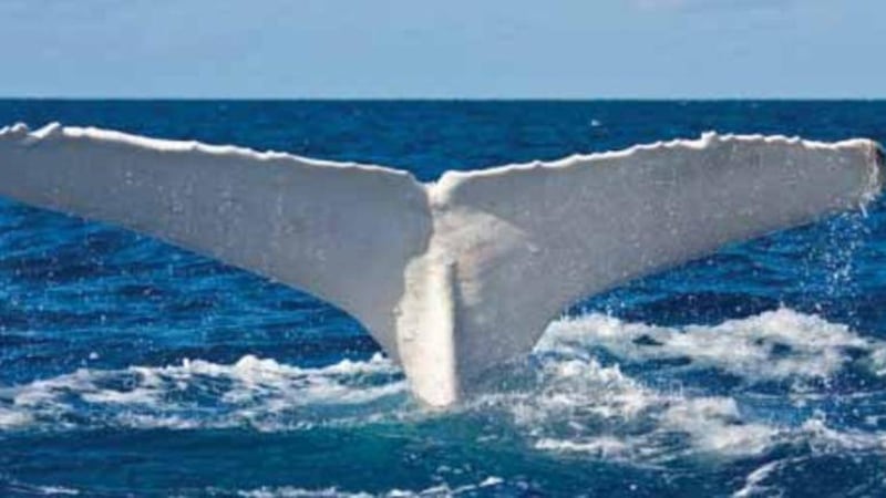 Migaloo&#39;s fluke &ndash; the white humpback has been spotted frequently off the coast of Australia since the early 90s 