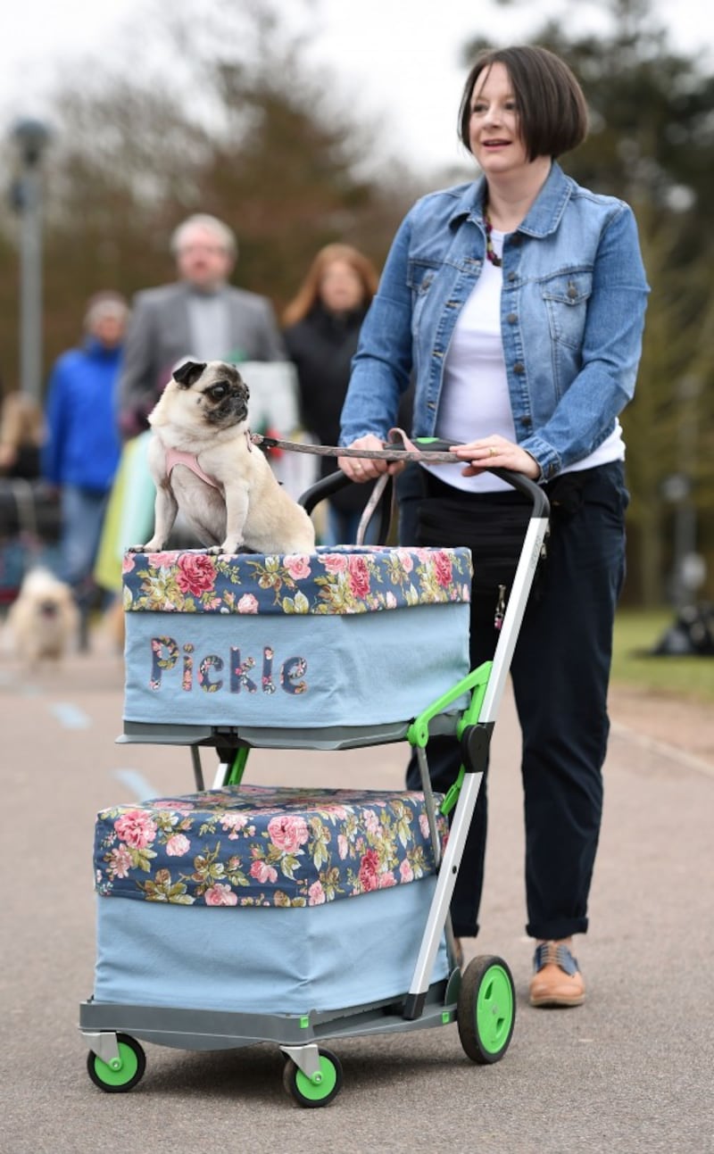 a pug on a trolley (Joe Giddens/PA)