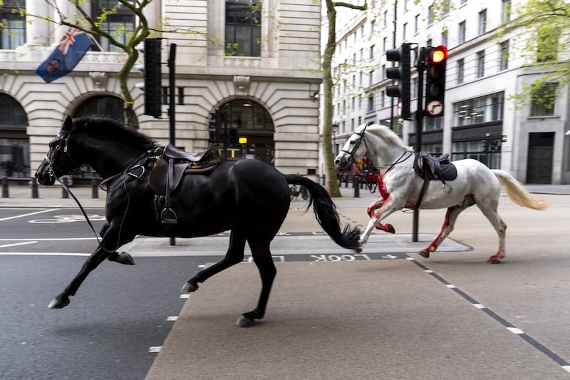Two horses on the loose near Aldwych