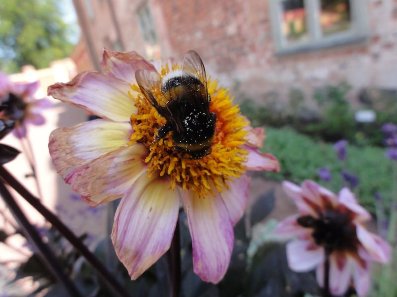 Larger bumblebees are more likely to go out foraging in the low light of dawn, new research shows (University of Exeter/PA).