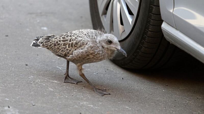 A herring gull fledgling who has taken up residence in The Irish News car park Picture: Mal McCann 
