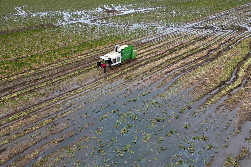 Brussels sprouts being harvested in a flooded field at TH Clements and Son Ltd near Boston, Lincolnshire