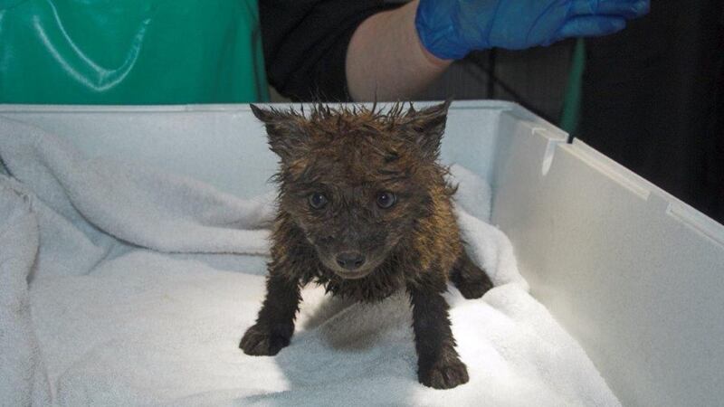The Scottish SPCA is caring for the animal found in Cambuslang earlier this month.