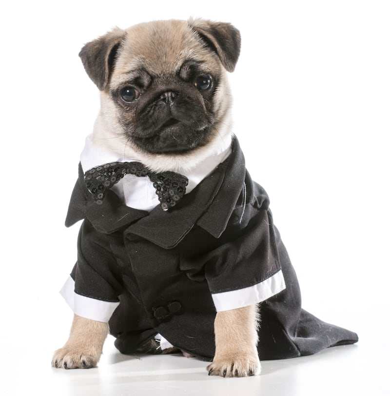 Pug in a tuxedo(WilleeCole/Getty Images)