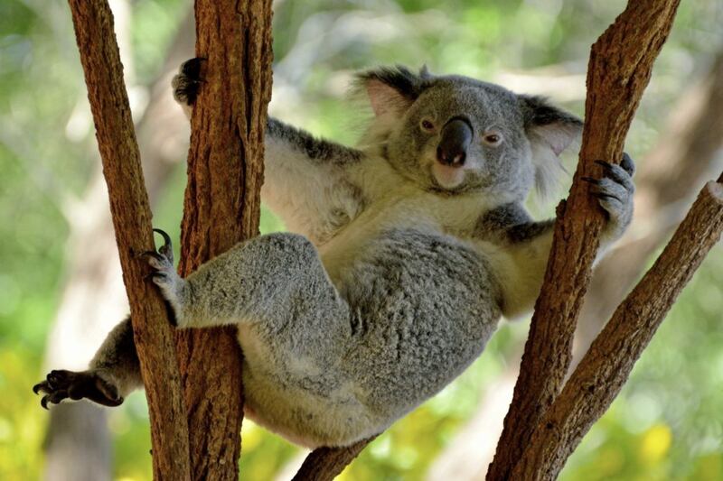 G&#39;day, mate &ndash;&nbsp;a Queensland koala 