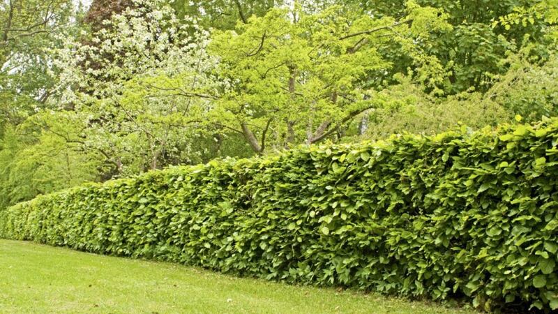 Beech offers a good compromise between a formal and an eco-friendly hedge 