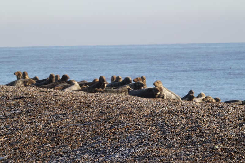 Rangers counted up to 500 adult grey seals some weeks, and have counted 130 pups so far this season.