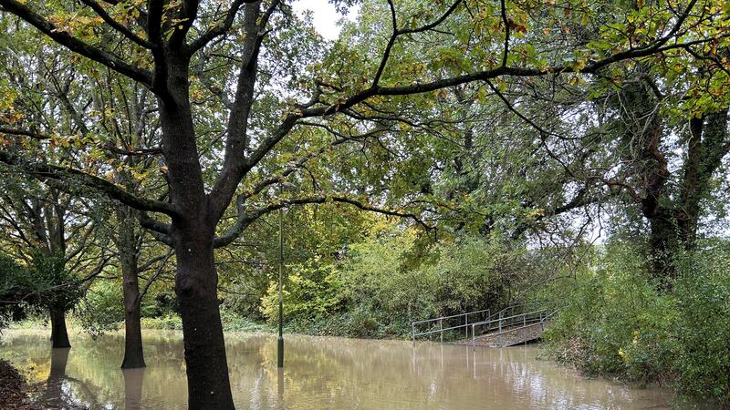 Stock image of a heavily flooded woodland area.