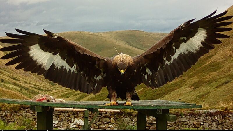 Police believe Merrick the Golden Eagle has come to harm after she disappeared from the Scottish Borders last month (South of Scotland Golden Eagle Project/PA)