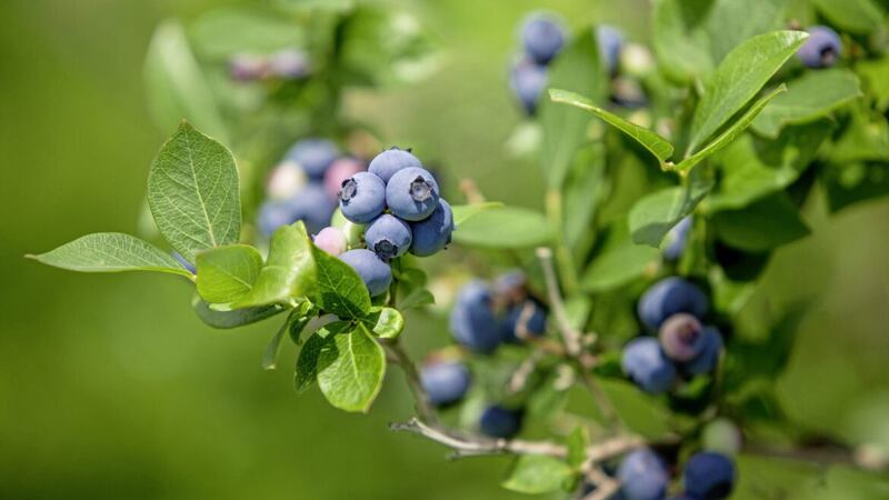 Blueberries prefer ericaceous soil  