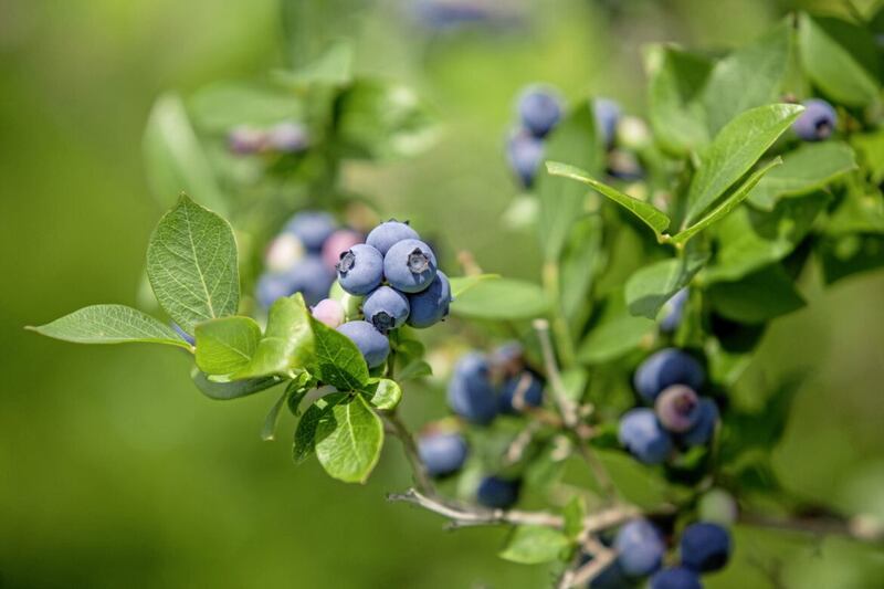 Blueberries prefer ericaceous soil  