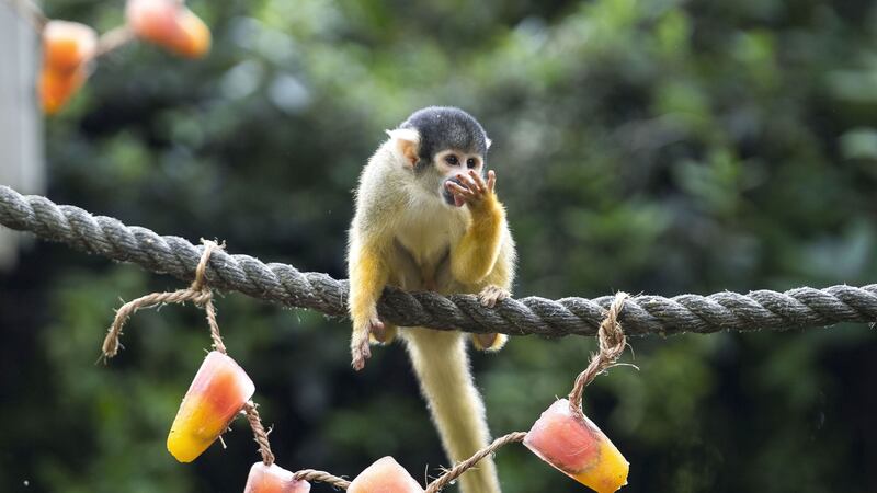 Keepers at ZSL London Zoo have come up with some fun ways to help their animals cope with the soaring temperatures.