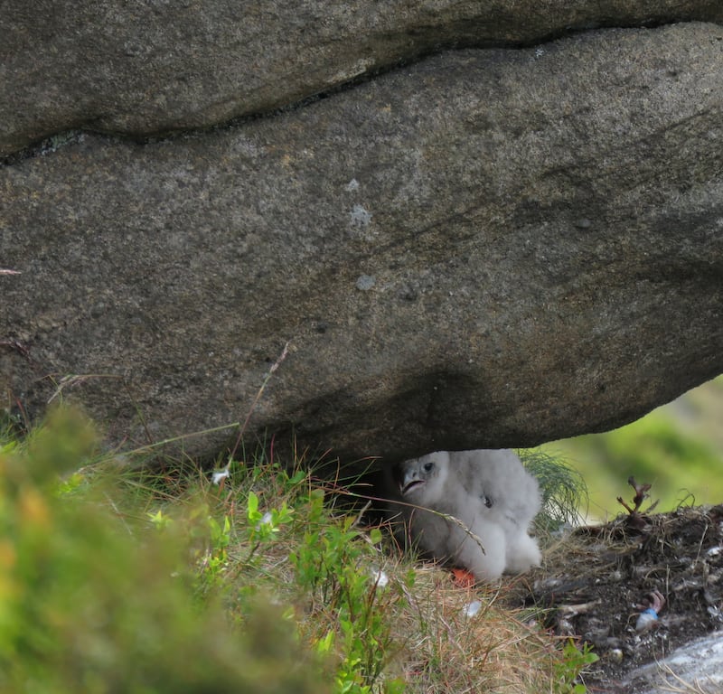 Peregrine Falcon chick in the Peak District in June (Peak District Raptor Monitoring Group/PA)