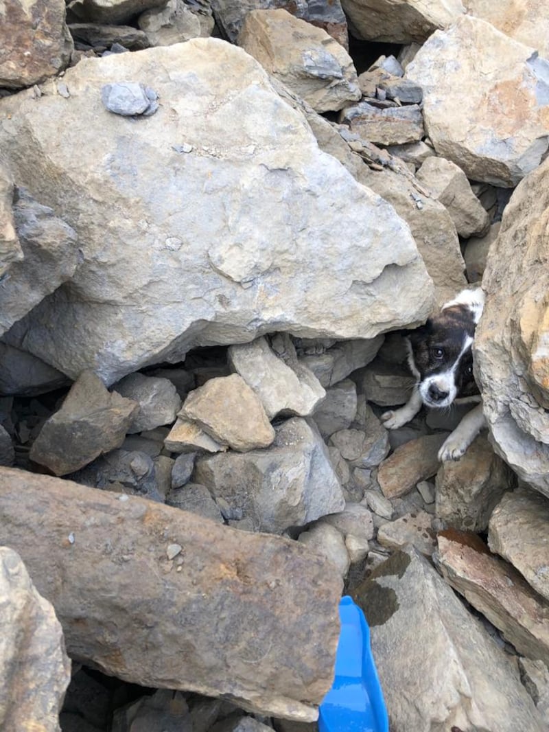 A dog trapped under rocks