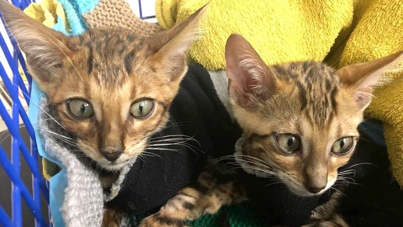 The 10-week-old females are a sought after breed but were left by the roadside, the RSPCA said.