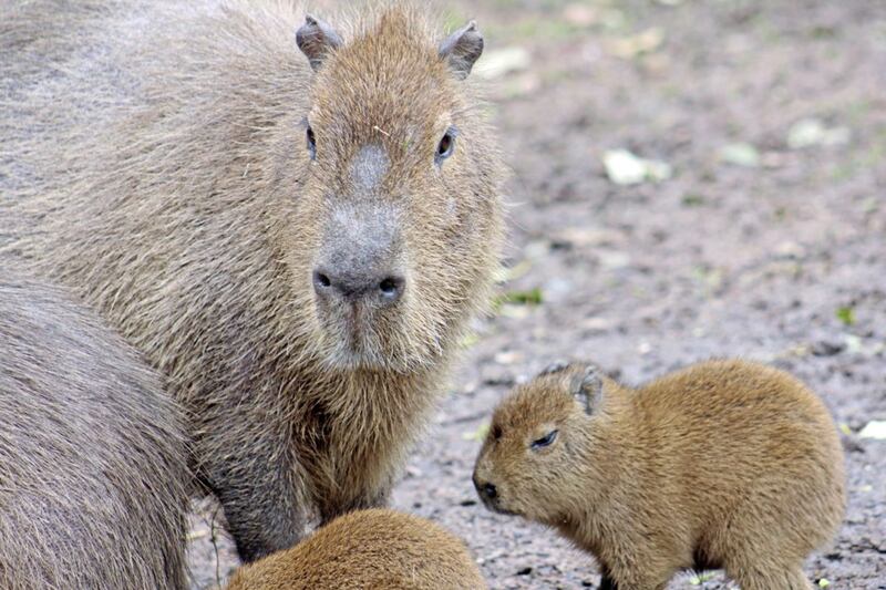 Zoo's 'romantic' efforts bring arrival of first capybara baby in