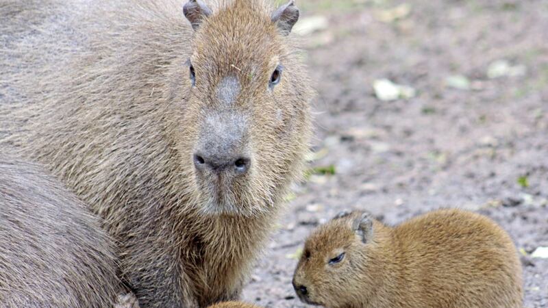 The capybara is often referred to as a giant guinea pig 