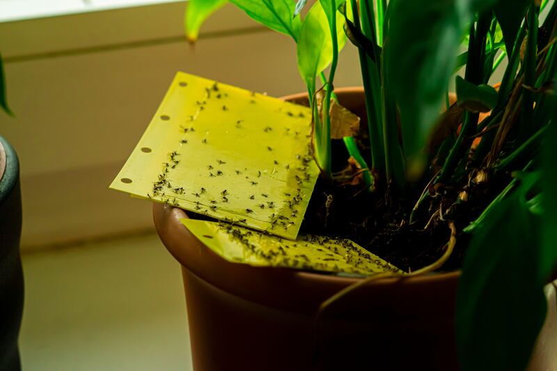 Use yellow sticky tape on your plant pot to trap fungus gnats