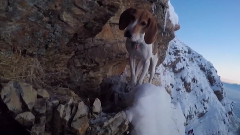 Rescue team climb mountain to save stranded dog - who then decides she can get down on her own