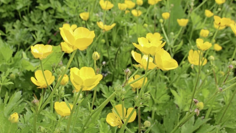 Creeping buttercups are beautiful flowers but will spread quickly through your borders 
