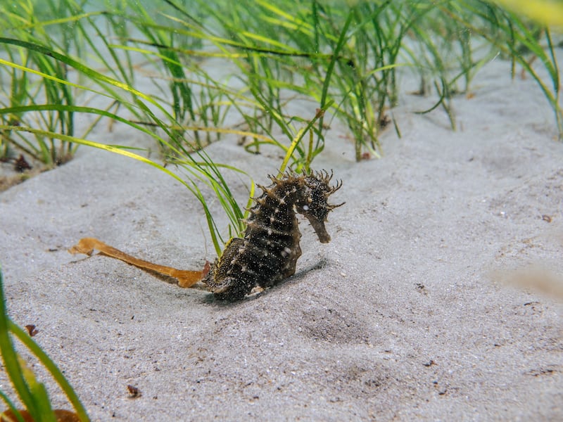 A long snouted seahorse