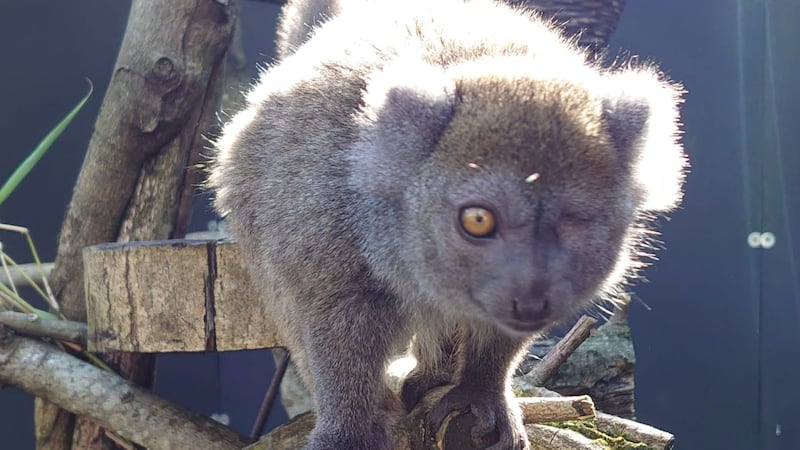 Ring-tailed lemur Maso has turned 12 while Lake Alaotran gentle lemur Maso is now two.