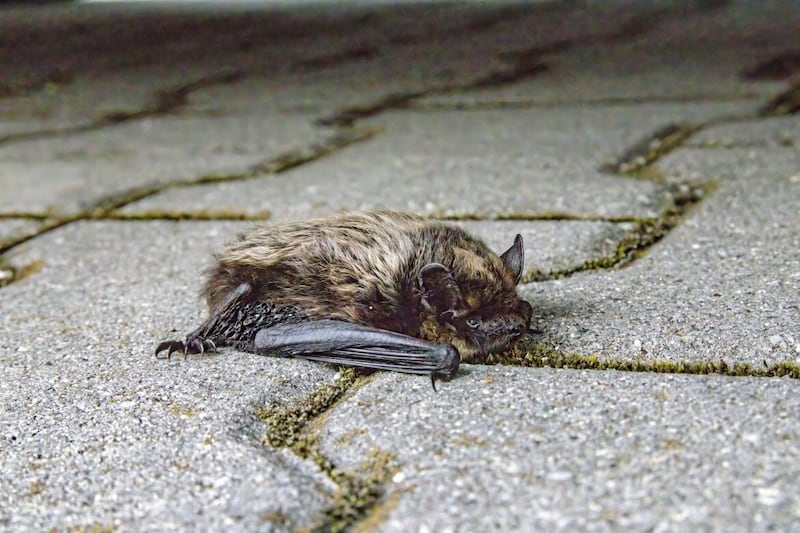 A close-up of a common pipistrelle 