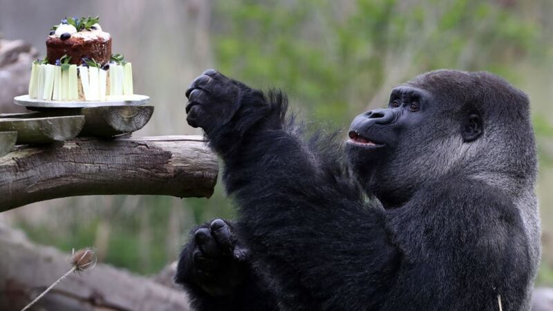 The Port Lympne Reserve served the silverback a special treat.