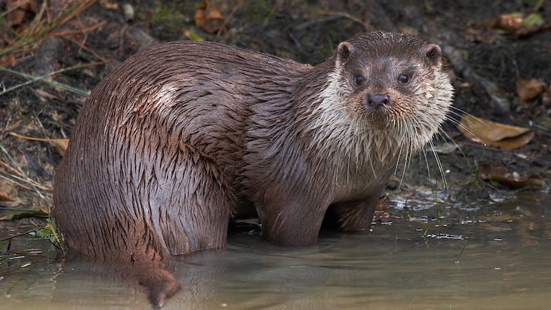 &nbsp;An otter was reportedly seen in a trap on October 6